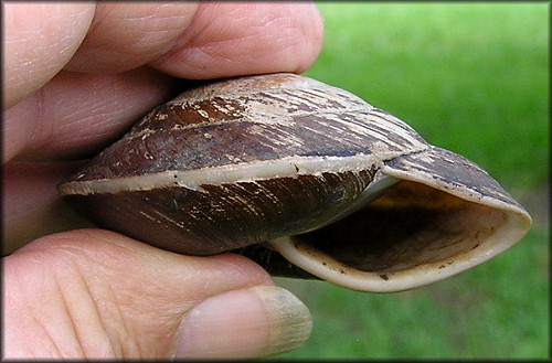 Caracolus carocolla (Linnaeus, 1758)