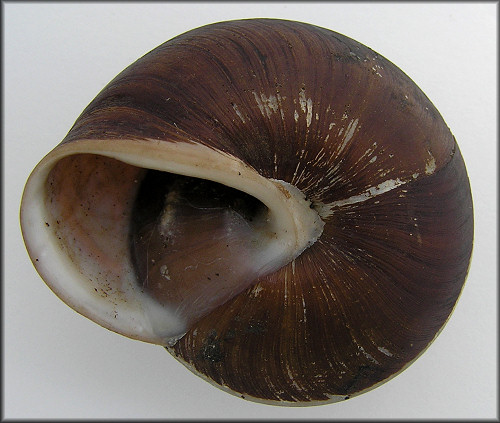 Pleurodonte carocolla (Linnaeus, 1758)