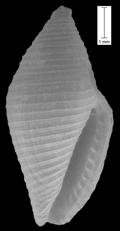 Mitromorpha dormitor (G. B. Sowerby I, 1844) Fossil