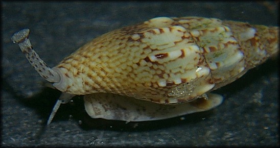 Costoanachis avara (Say, 1822) Greedy Dovesnail