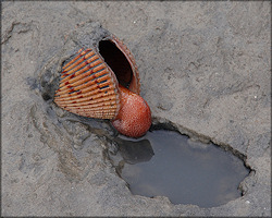 Dinocardium robustum (John Lightfoot, 1786) Atlantic Giant Cockle