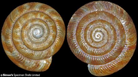 Sinistral Discus rotundatus (Mller, 1774) Rotund Disc