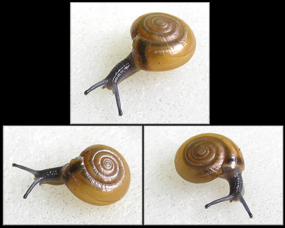 Oxychilus draparnaudi (Beck, 1837) Dark-bodied Glass-snail