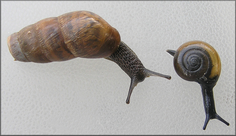 Oxychilus draparnaudi (Beck, 1837) Dark-bodied Glass-snail