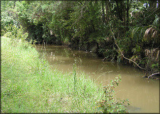 Looking West (upstream) From Parental Home Rd.