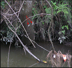 Pomacea Egg Clutches On Tree