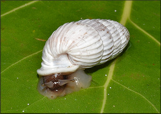 Cerion tridentatum costellatum Pilsbry, 1946