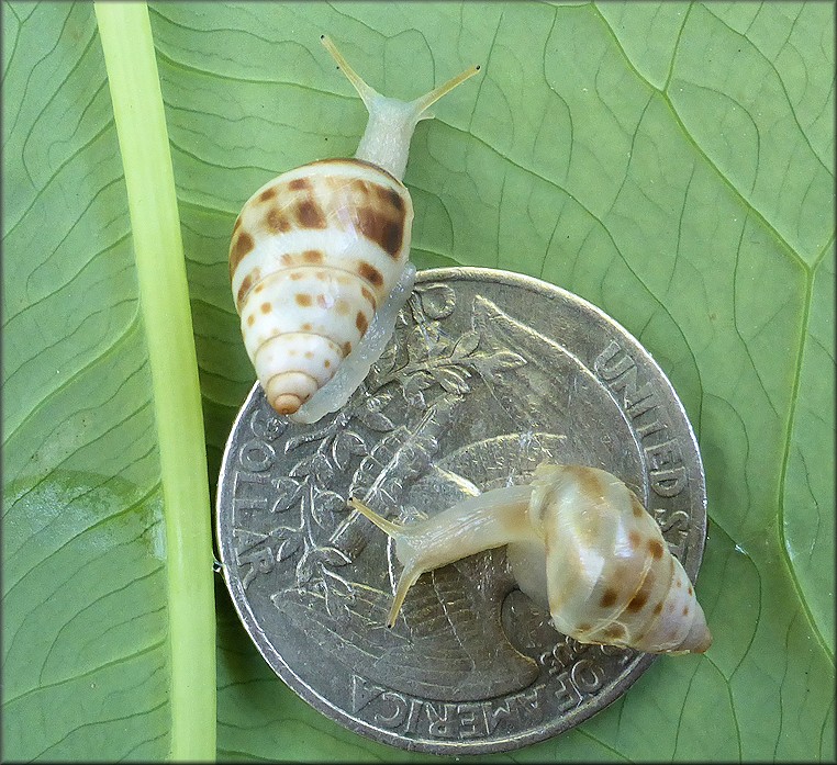 Drymaeus dormani (W. G. Binney, 1857) Manatee Treesnail Juveniles