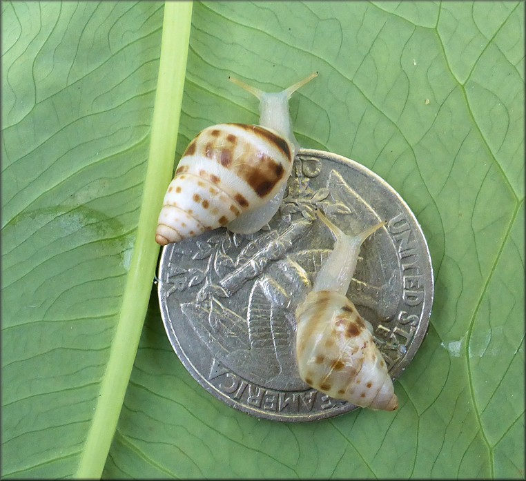 Drymaeus dormani (W. G. Binney, 1857) Manatee Treesnail Juveniles