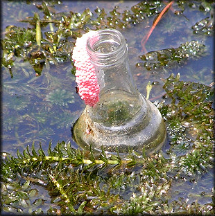 Egg Clutch On Liquor Bottle