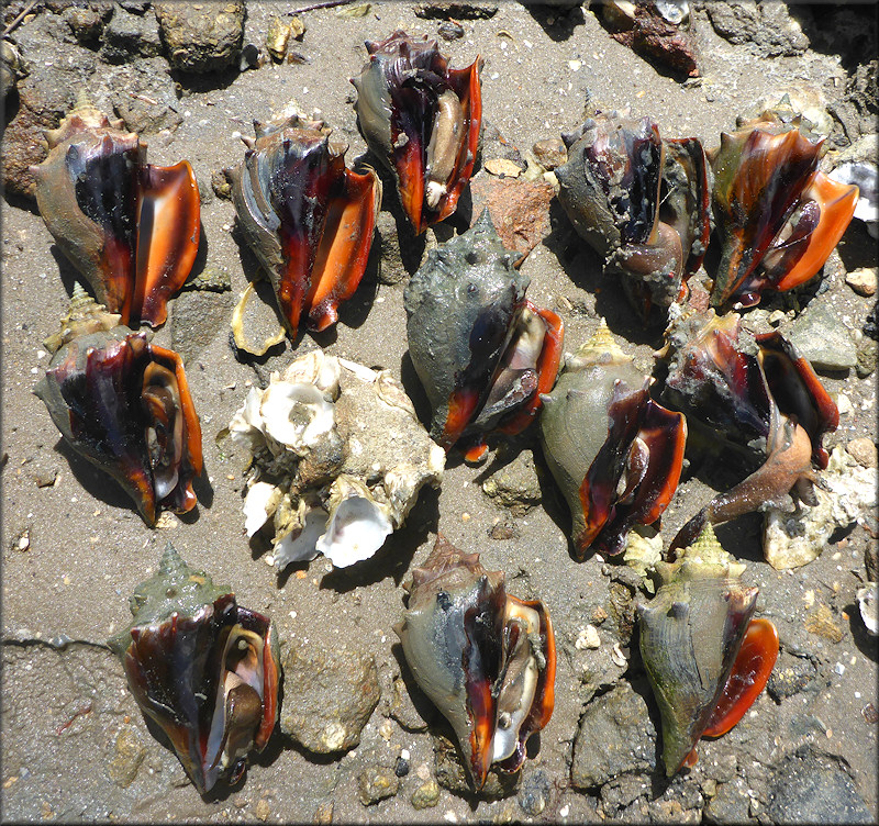 Strombus alatus Gmelin, 1791 Florida Fighting Conch