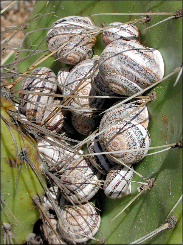 Otala lactea (Mller, 1774) Milk Snail