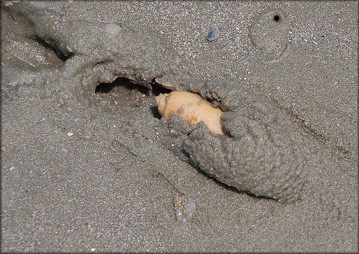 Oliva sayana form citrina Johnson, 1911 "Golden Olive" In Situ