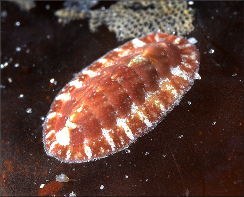 Lepidochitona liozonis (Dall and Simpson, 1901) Caribbean Red Chiton Chiton