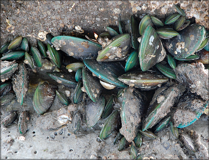 Perna viridis (Linnaeus, 1758) Asian Green Mussel