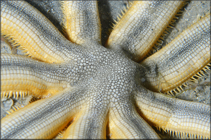 Luidia senegalensis Nine-armed Sea Star