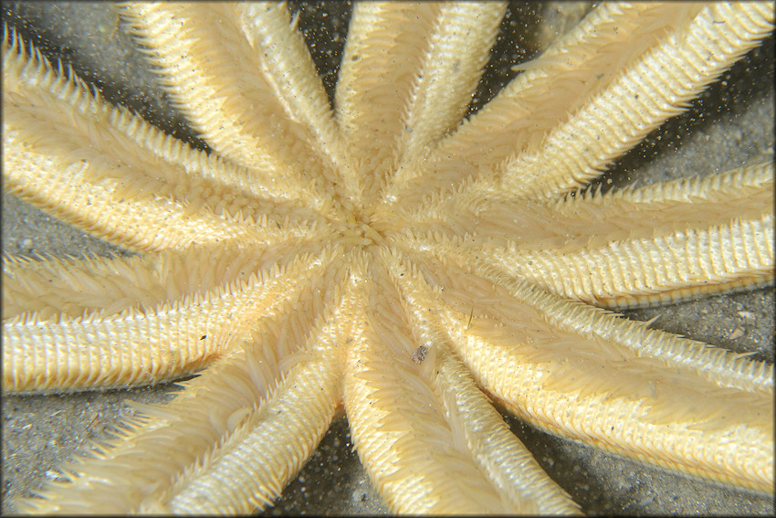 Luidia senegalensis Nine-armed Sea Star