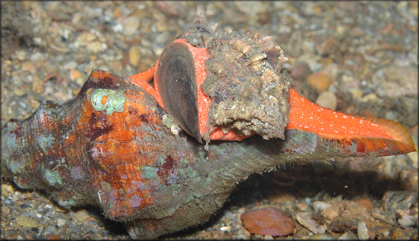 Phyllonotus pomum (Gmelin, 1791) Being Devored By Triplofusus giganteus