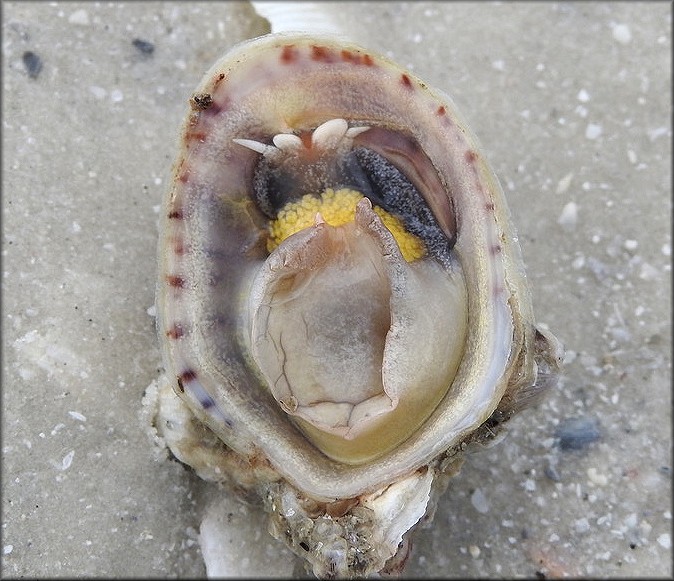 Crepidula maculosa Conrad, 1846 Spotted Slippersnail  With Eggs