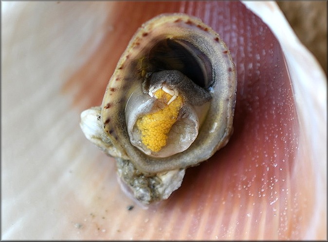 Crepidula maculosa Conrad, 1846 Spotted Slippersnail  With Egg