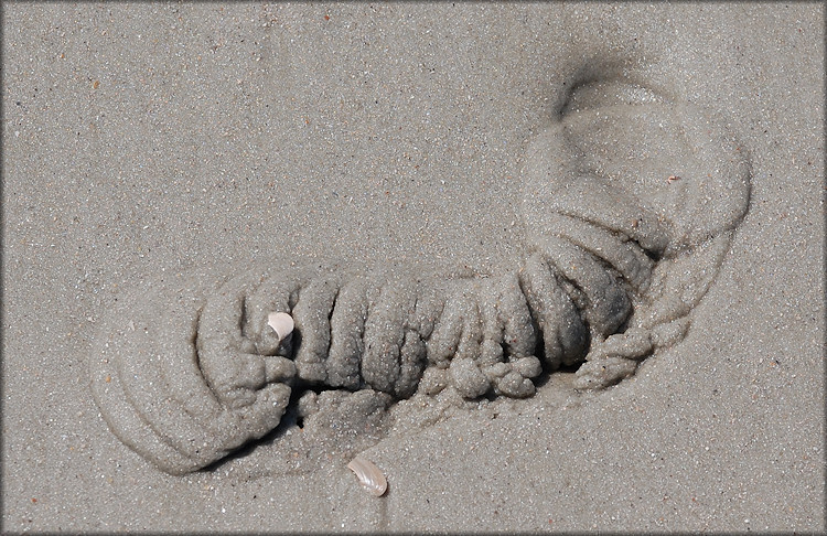 Neverita duplicata (Say, 1822) Track In The Sand