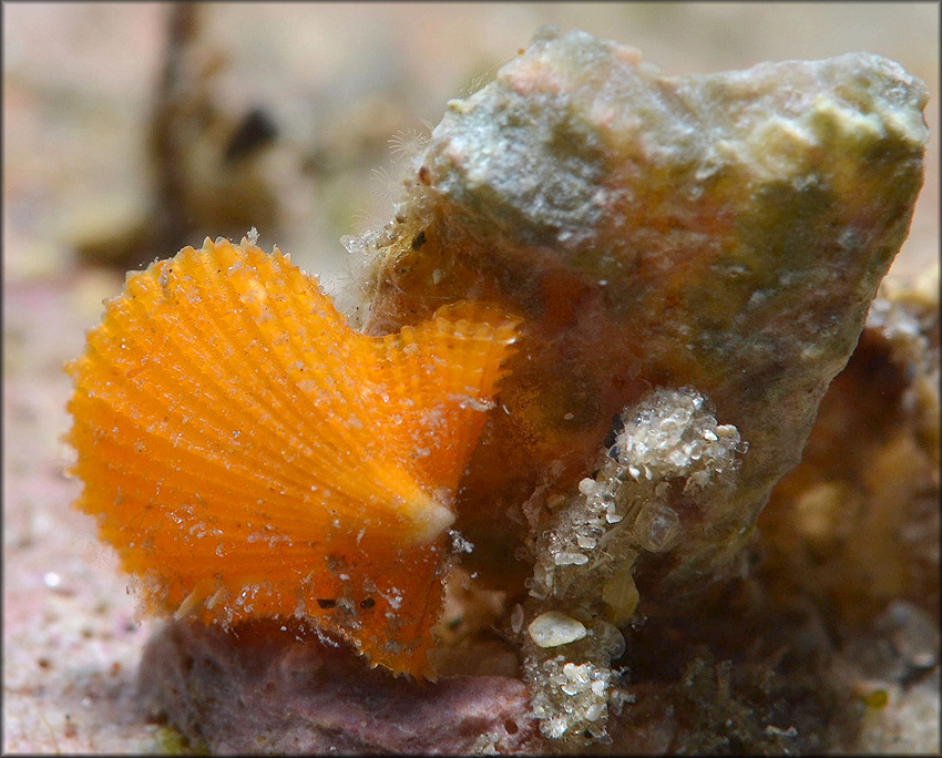 Aequipecten muscosus (W. Wood, 1828) Rough Scallop In Situ