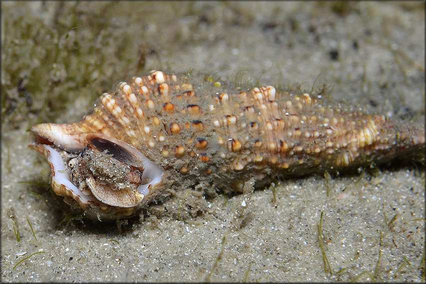 Cerithium atratum (Born, 1778) Dark Cerith