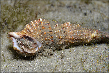 Cerithium atratum (Born, 1778) Dark Cerith