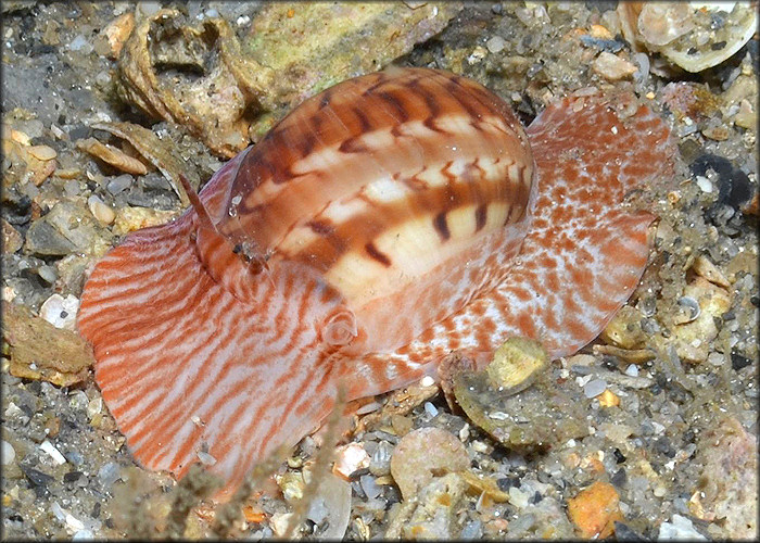 Naticarius canrena (Linnaeus, 1758) Colorful Moonsnail In Situ