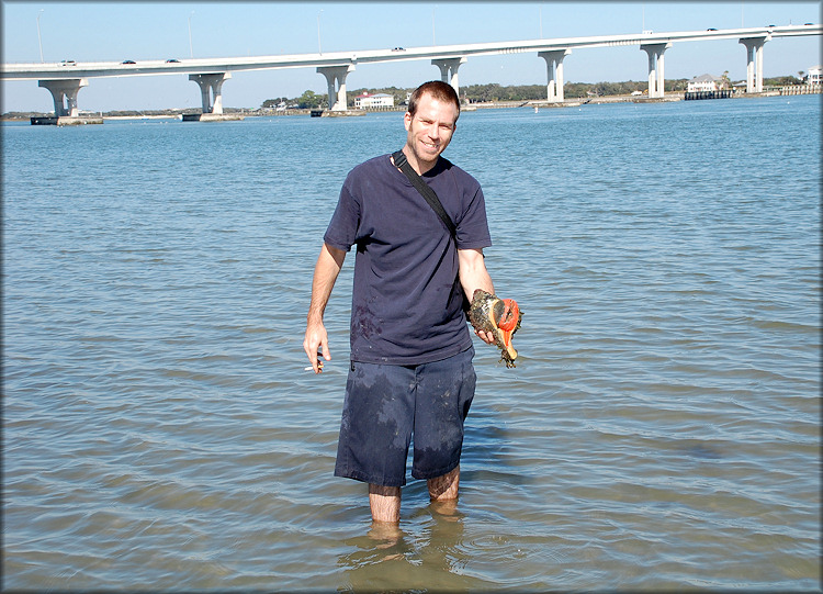 Triplofusus giganteus From Tolomato River