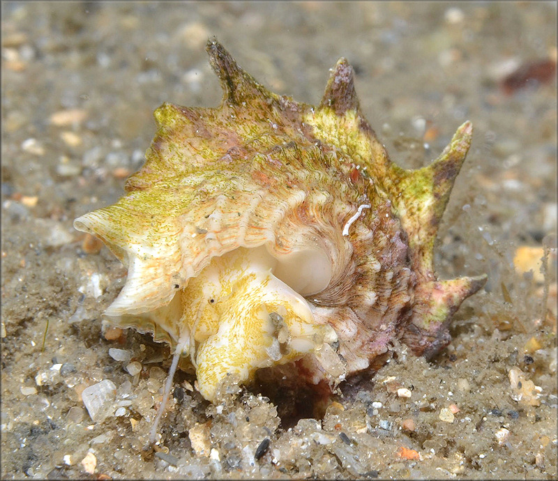 Lithopoma phoebium (Rding, 1798) Longspine Starsnail