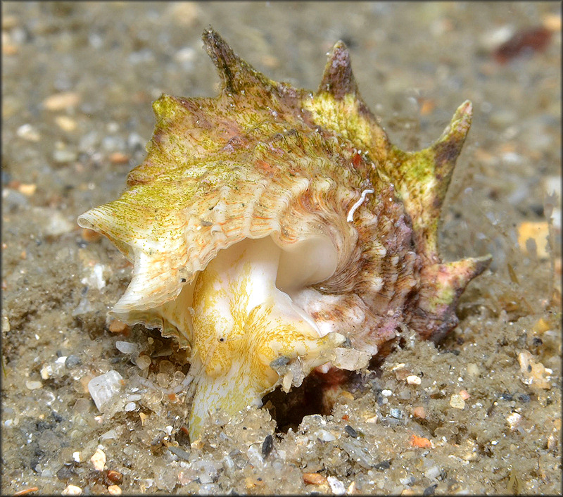 Lithopoma phoebium (Rding, 1798) Longspine Starsnail