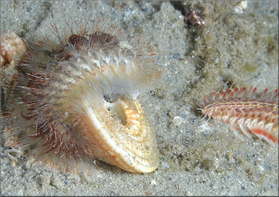 Architectonica nobilis Rding, 1798 Common Sundial And Fireworm Preadator