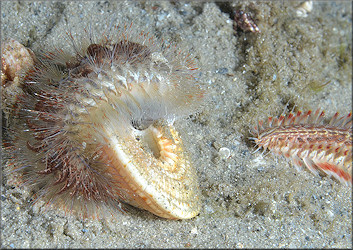 Architectonica nobilis Rding, 1798 Common Sundial And Fireworm Preadator