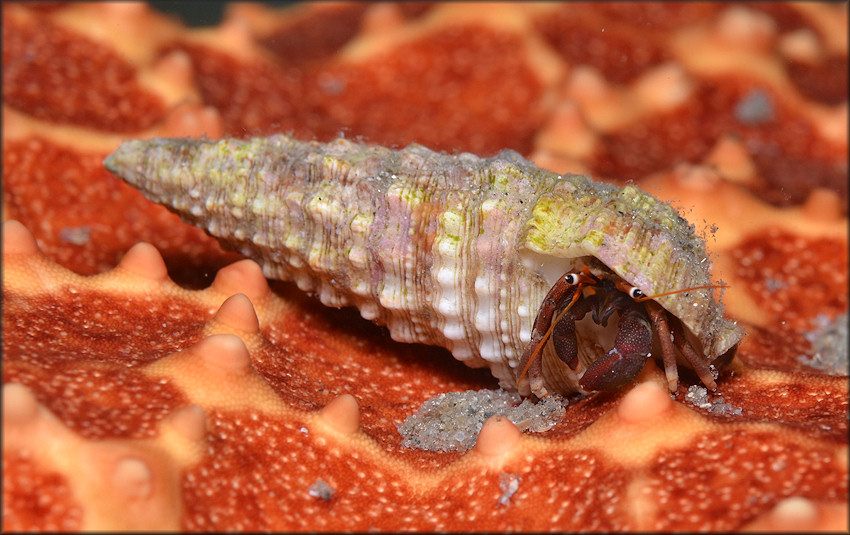 Cerithium atratum (Born, 1778) Dark Cerith With Orangeclaw Hermit Crab [Calcinus tibicen (Herbst, 1791)]