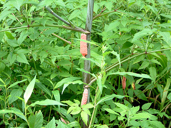 Channeled Apple Snail egg clutches seen adjacent to Cunningham Creek