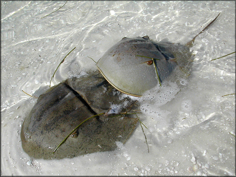 Limulus polyphemus Atlantic Horseshoe Crabs Mating