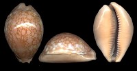 Callistocypraea broderipii (Gray, 1832)