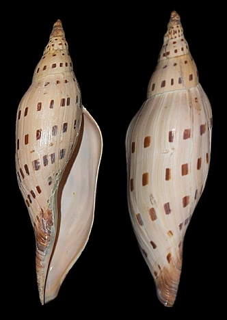 Scaphella dubia form kieneri Clench, 1946