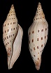 Scaphella dubia form kieneri Clench, 1946