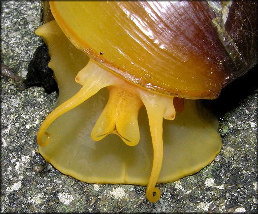 Pomacea canaliculata (Lamarck, 1822) Detailed Animal View