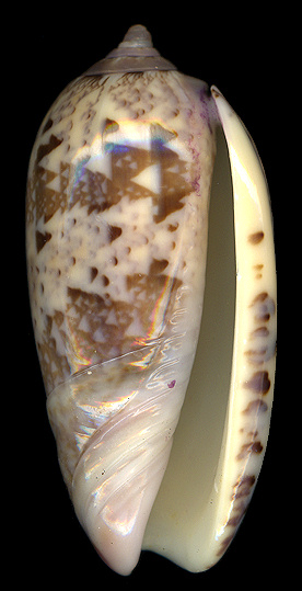 Oliva splendidula G. B. Sowerby I, 1825