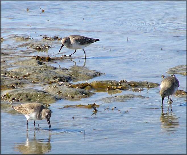 Calidris alpina Dunlin