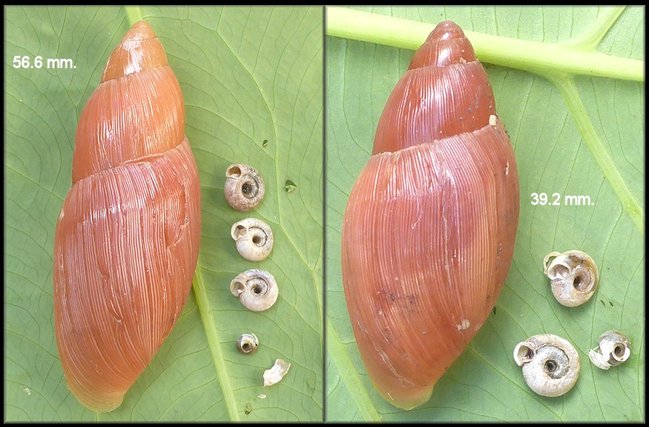 Euglandina rosea (Frussac, 1821) Predation On Polygyra cereolus (Mhlfeld, 1816)