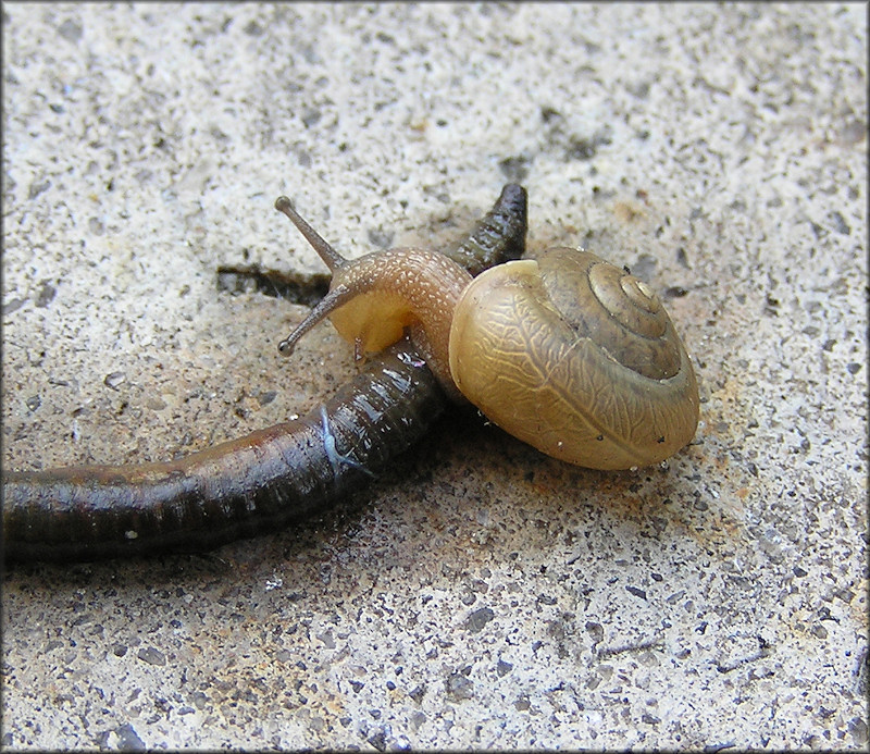 Bradybaena similaris (Frussac, 1821) Feeding On Deceased Earthworm