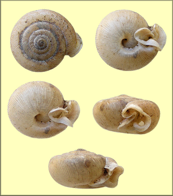 Daedalochila sp. aff. auriculata (Say, 1818) Ocala Liptooth Variant C