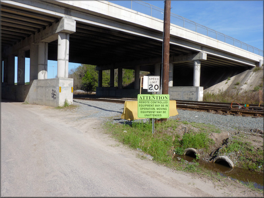 Bulimulus sporadicus (d’Orbigny, 1835) At The CSX Transportation Duval Ramp Facility (1/6/2015)