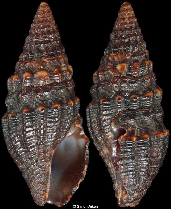 Crassispira dysoni (Reeve, 1846)