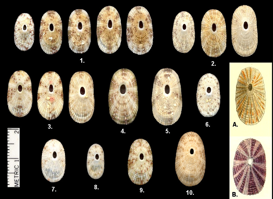  Lucapina adspersa (Philippi, 1845) [= L. sowerbii auctores non (G. B. Sowerby I, 1835)]