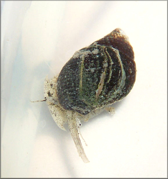 Ilyanassa obsoleta (Say, 1822) Eastern Mudsnail